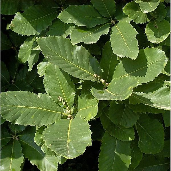 Pontische Eiche 40-60cm - Quercus pontica günstig online kaufen