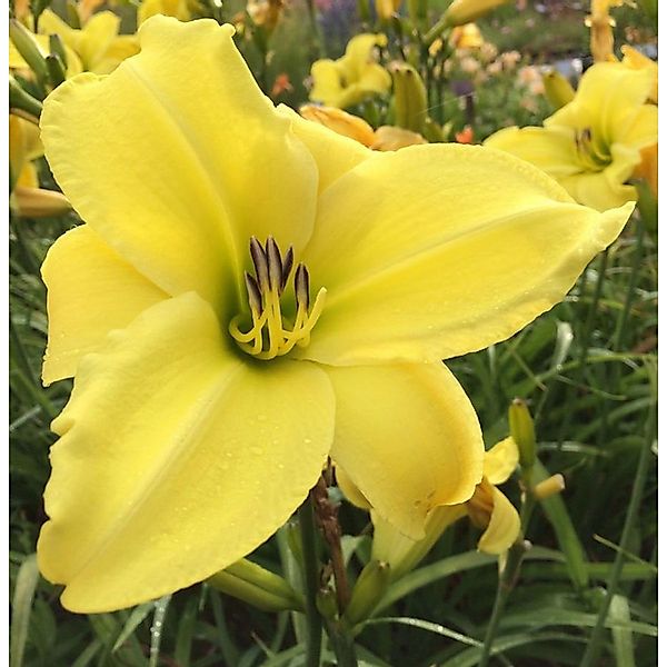 Taglilie Lemon Bells - Hemerocallis cultorum günstig online kaufen