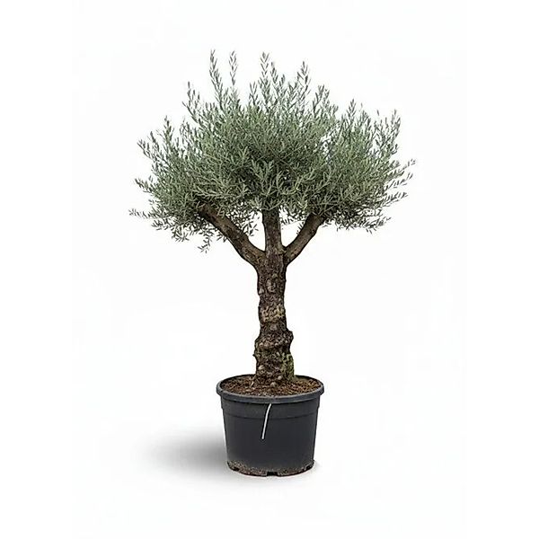 Sunny-Tree - Verzweigter Olivenbaum Olea Lechin - Winterharte Olvenbaum Bon günstig online kaufen