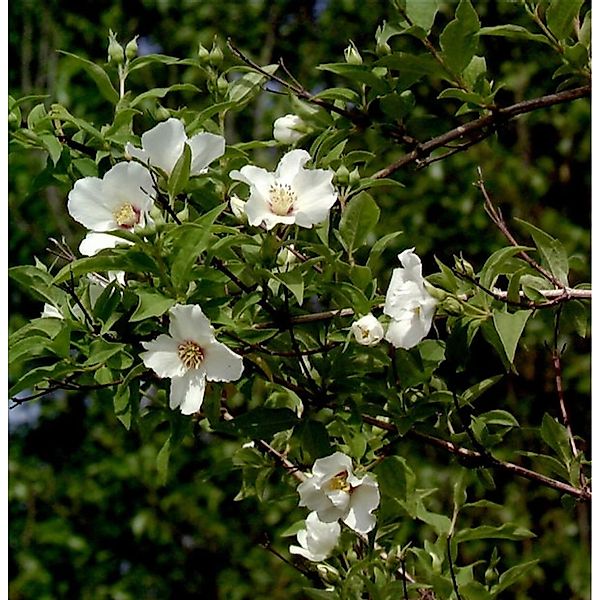 Gartenjasmin Belle Etoile 80-100cm - Philadelphus günstig online kaufen