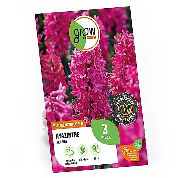 GROW by OBI Hyazinthe Jan Bos Rot 3 Stück Hyacinthus orientalis Jan Bos günstig online kaufen