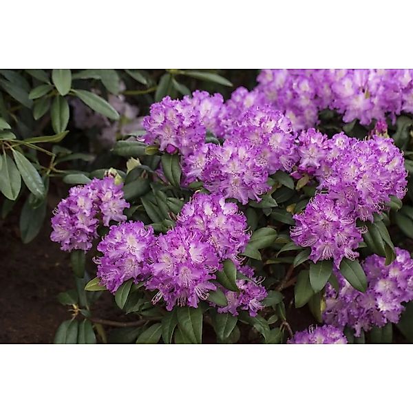 Rhododendron Hybr. Alfred Rhododendron Rosa Blüten 60–70 cm günstig online kaufen