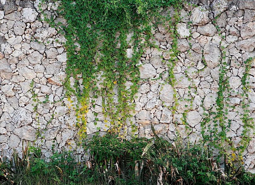 living walls Fototapete "Natursteinmauer Vlies" glatt Steinwand mit Pflanze günstig online kaufen
