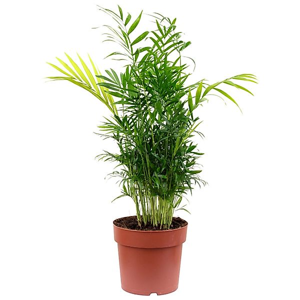Value Greens 2er-Set Bergpalme Chamaedorea  Tropische Zimmerpflanze  Pflege günstig online kaufen