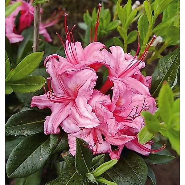 Rhododendron Westton Sparkler 40-50cm - Rhododendron viscosum günstig online kaufen