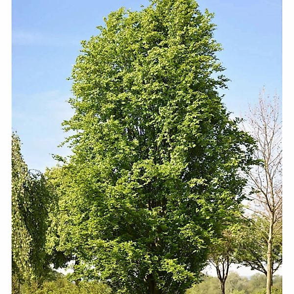Säulen Rotbuche Dawyck 100-125cm - Fagus sylvatica günstig online kaufen