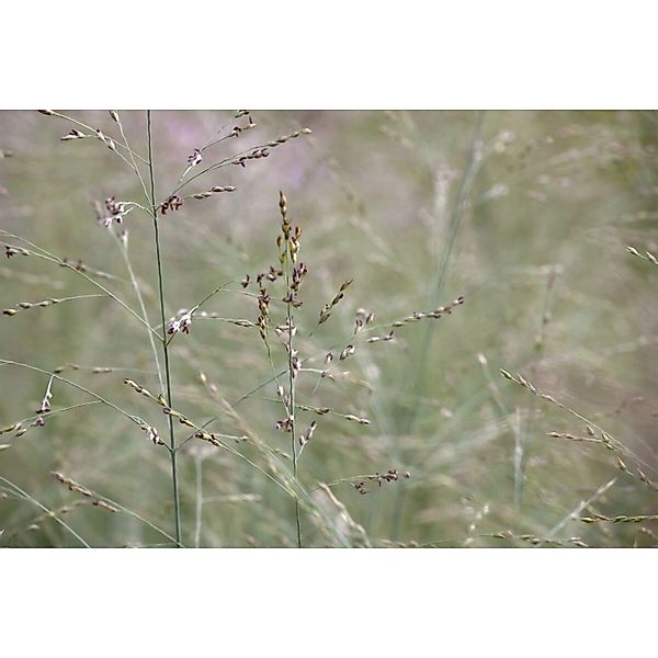 Panicum Virgatum Prairie Sky Rutenhirse Ca. 9x9 cm Topf günstig online kaufen