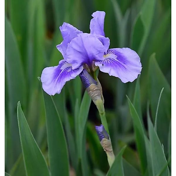 Mittelhohe Schwertlilie Bedtime Story - Iris barbata günstig online kaufen