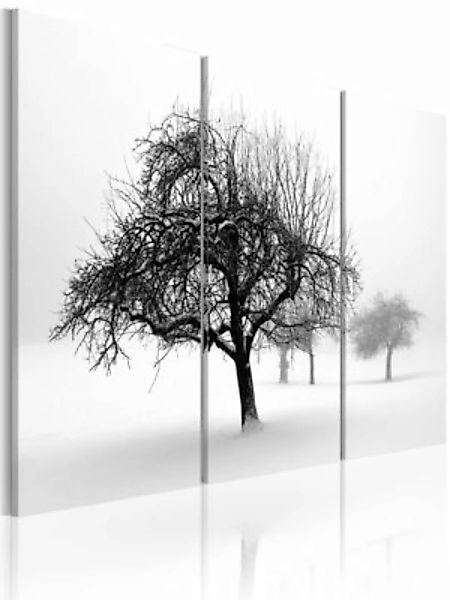 artgeist Wandbild Bäume in weißer Hülle schwarz/weiß Gr. 60 x 40 günstig online kaufen