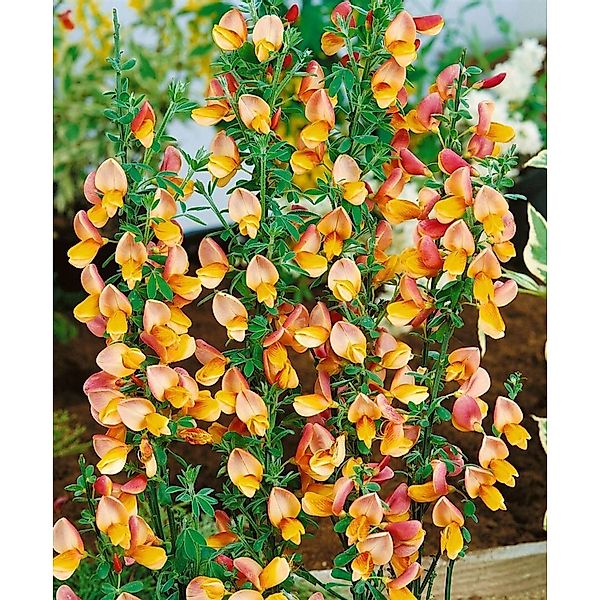Cytisus Scoparius Besenginster Apricot Gem 60-80 cm günstig online kaufen