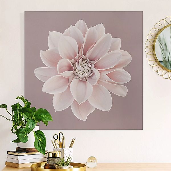 Leinwandbild Dahlie Blume Lavendel Weiß Rosa günstig online kaufen