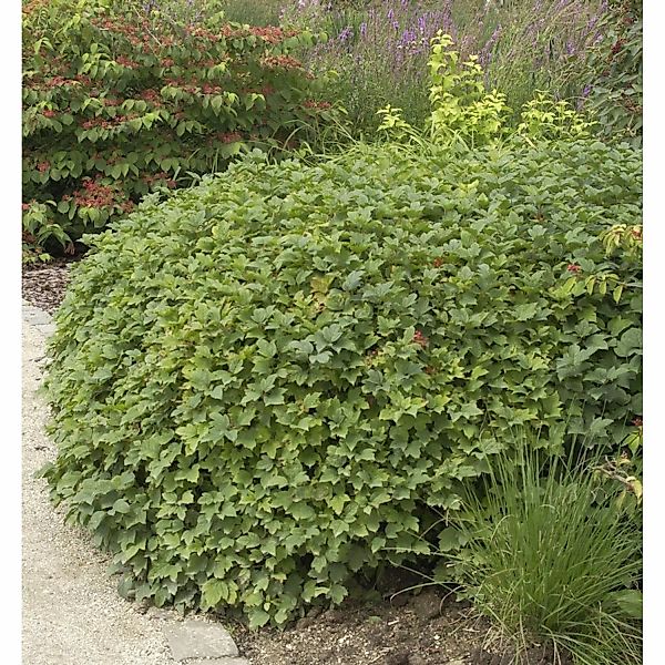 Wasser-Schneeball Nanum 60-80cm - Viburnum opulus günstig online kaufen