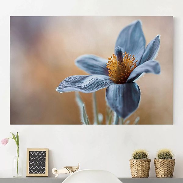 Leinwandbild Blumen - Querformat Kuhschelle in Blau günstig online kaufen
