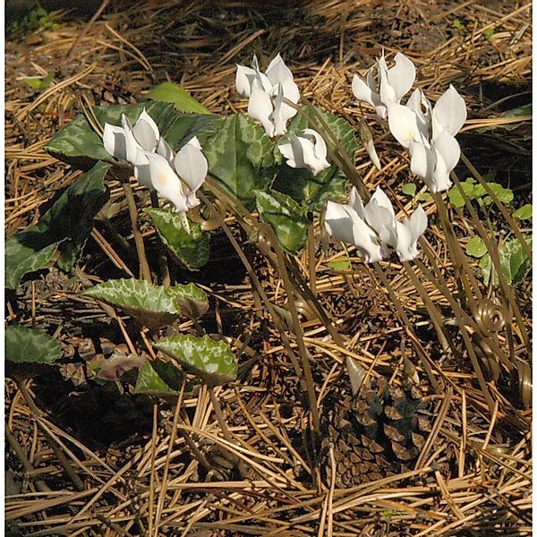 Herbst Alpenveilchen Silverleaf Alba - Cyclamen hederifolium günstig online kaufen