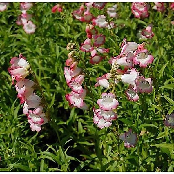 Bartfaden Osprey - Penstemon cultorum günstig online kaufen