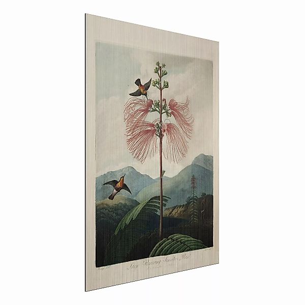 Alu-Dibond Bild Blumen - Hochformat 3:4 Botanik Vintage Illustration Blüte günstig online kaufen