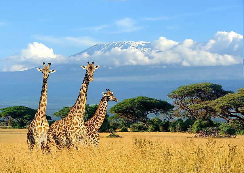 Papermoon Fototapete »Giraffes at Kilimanjaro« günstig online kaufen