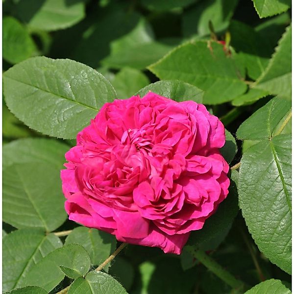 Historische Rose Rose de Resht 30-60cm günstig online kaufen