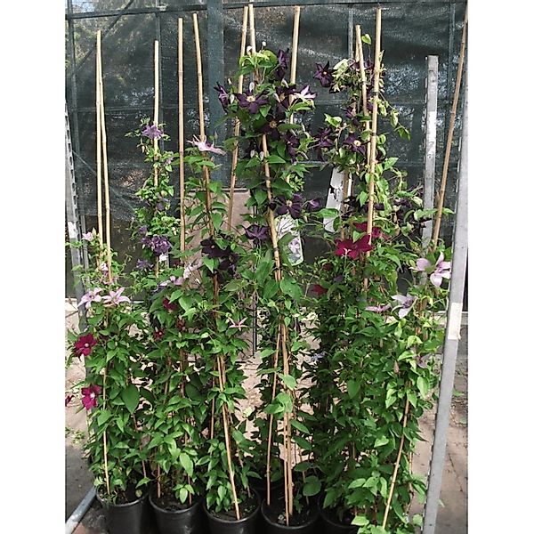Clematis Viticella Rubra Italienische Waldrebe Rot 100–150 cm günstig online kaufen