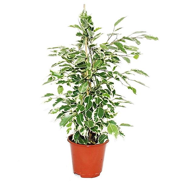 Exotenherz Ficus Benjamini Twilight Birkenfeige 14cm günstig online kaufen