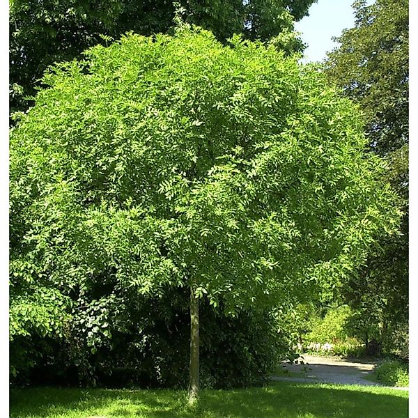 Hochstamm Kugel Esche Grüne Kugel 40-60cm - Fraxinus günstig online kaufen