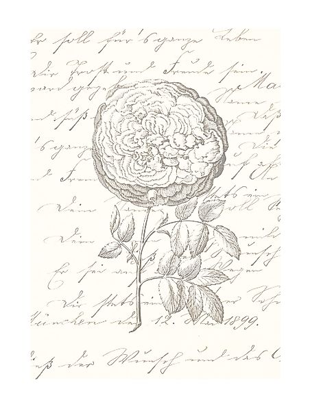 Komar Bild "Ma Chérie" Natur 1 Stk. tlg. Wandbild zur Dekoration - ohne Rah günstig online kaufen