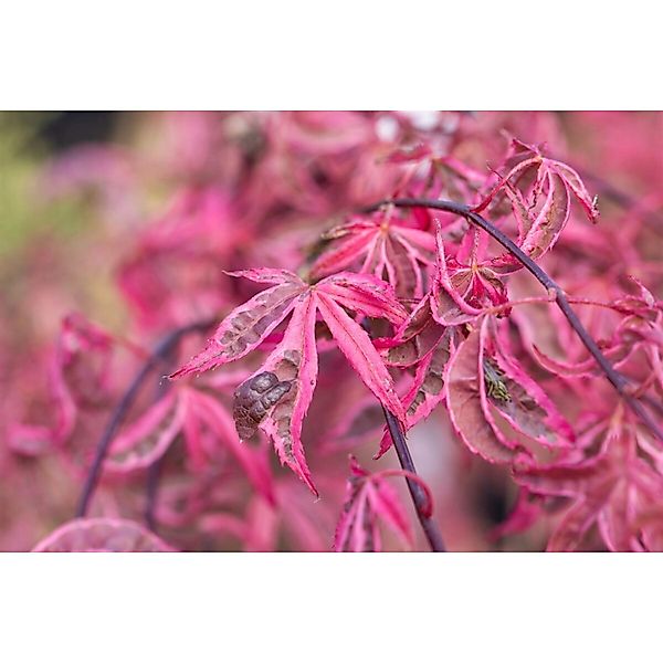 Acer Palmatum Pink Passion Japanischer Ahorn Rosa 60–100 cm günstig online kaufen