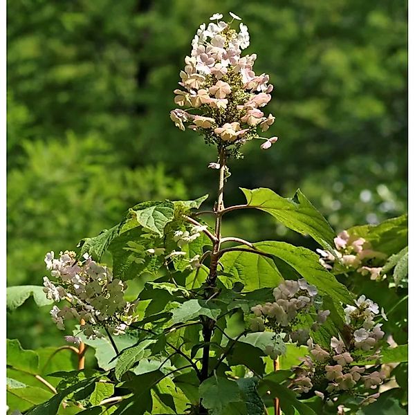 Eichenblättrige Hortensie Snow Circle 60-80cm - Hydrangea quercifolia günstig online kaufen