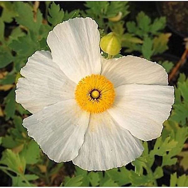 Kalifornischer Baummohn - Spiegeleipflanze - Romneya coulteri günstig online kaufen