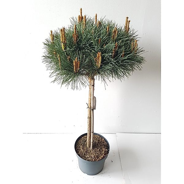 Pflanzen-Boering Pinus Sylvestris Watereri-Stämmchen Silber-Kiefer Höhe Ges günstig online kaufen