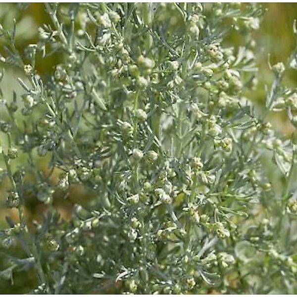 Strand Beifuß - Artemisia maritima günstig online kaufen