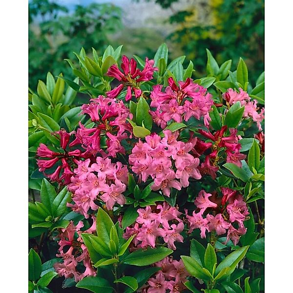 Rhododendron Ferrugineum Tottenham Alpenrose Rosa 12–15 cm günstig online kaufen