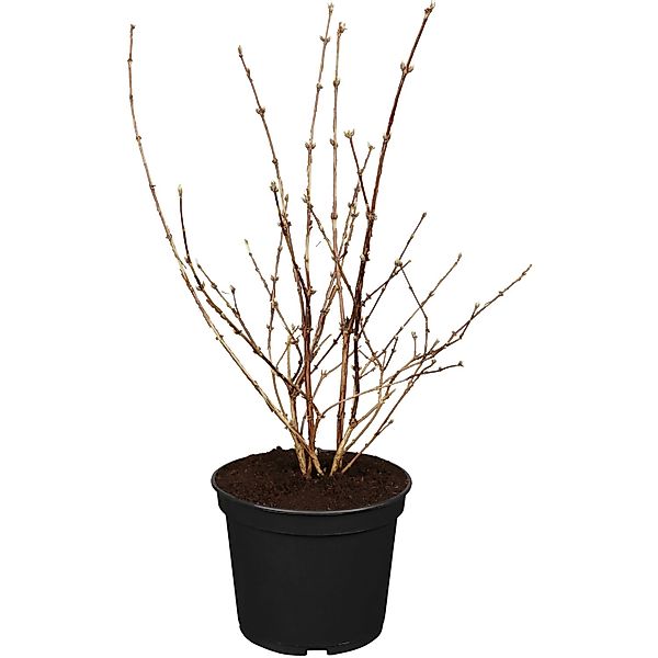 OBI Deutzie Mont Rose Rosa Höhe ca. 50 - 60 cm Topf ca. 3,5, Deutzia günstig online kaufen