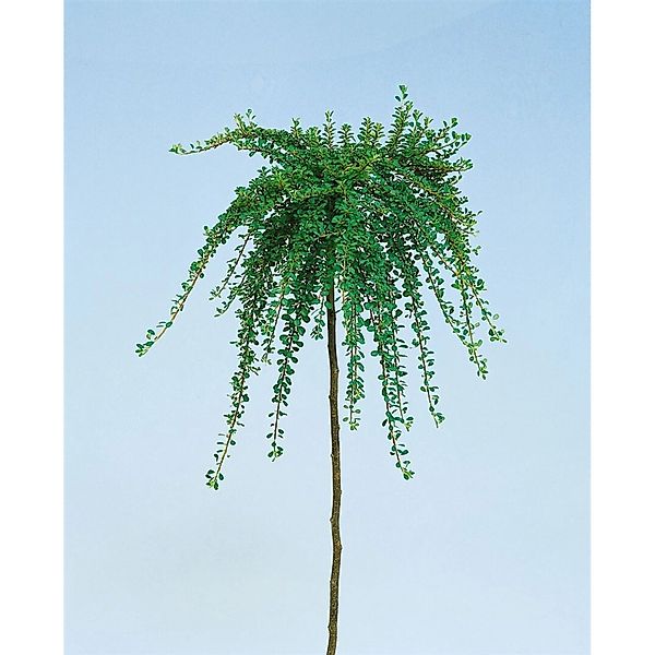 Cotoneaster Congestus Zwergmispel 80 cm Stammhöhe günstig online kaufen