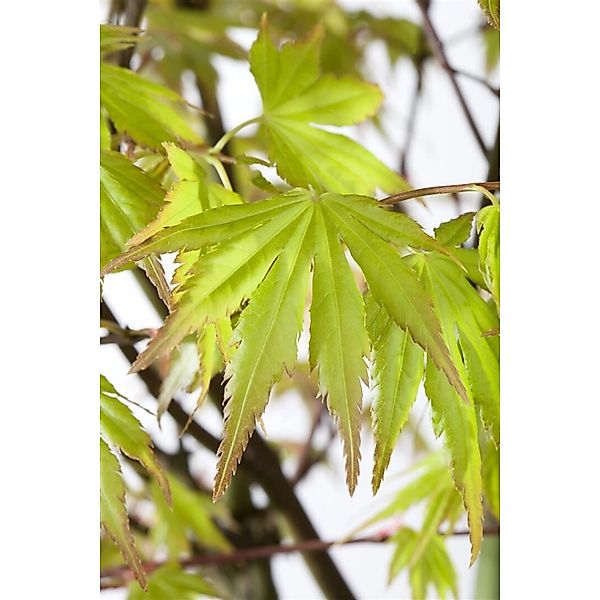 Acer Palmatum Orange Dream Japanischer Ahorn Orange 70–80 cm günstig online kaufen
