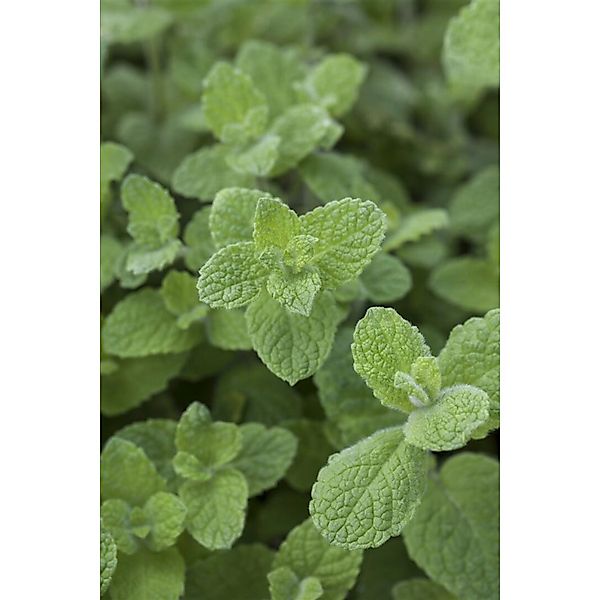 Mentha X Rotundifolia Apfelminze Ca. 11x11 cm Topf günstig online kaufen