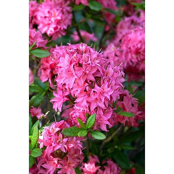 Rhododendron Luteum Homebush Rosa Blüten 50–60 cm günstig online kaufen
