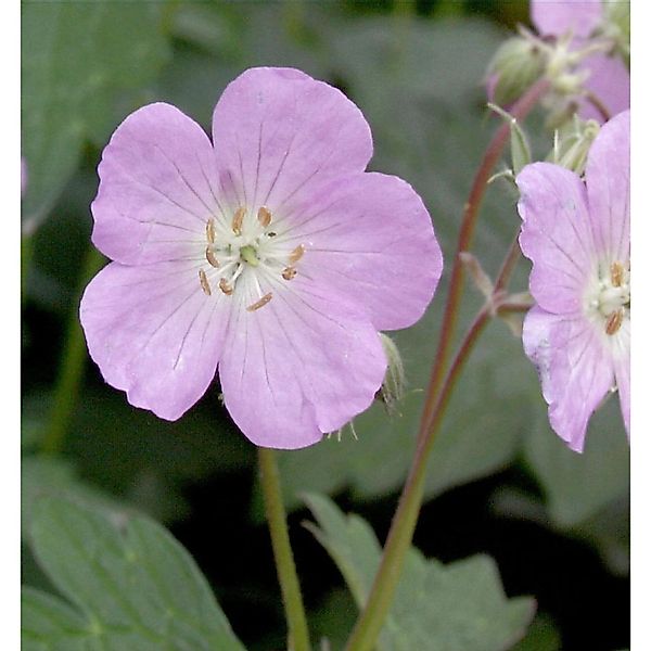 Oxford Storchenschnabel Rebecca Moss - Geranium oxonianum günstig online kaufen