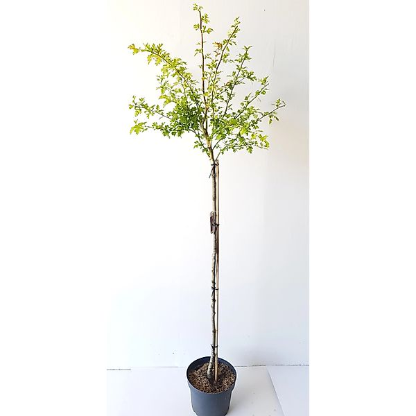 Pflanzen-Boering Crataegus Pauls Scarlet Rotdorn-Stämmchen Gesamthöhe 180-1 günstig online kaufen