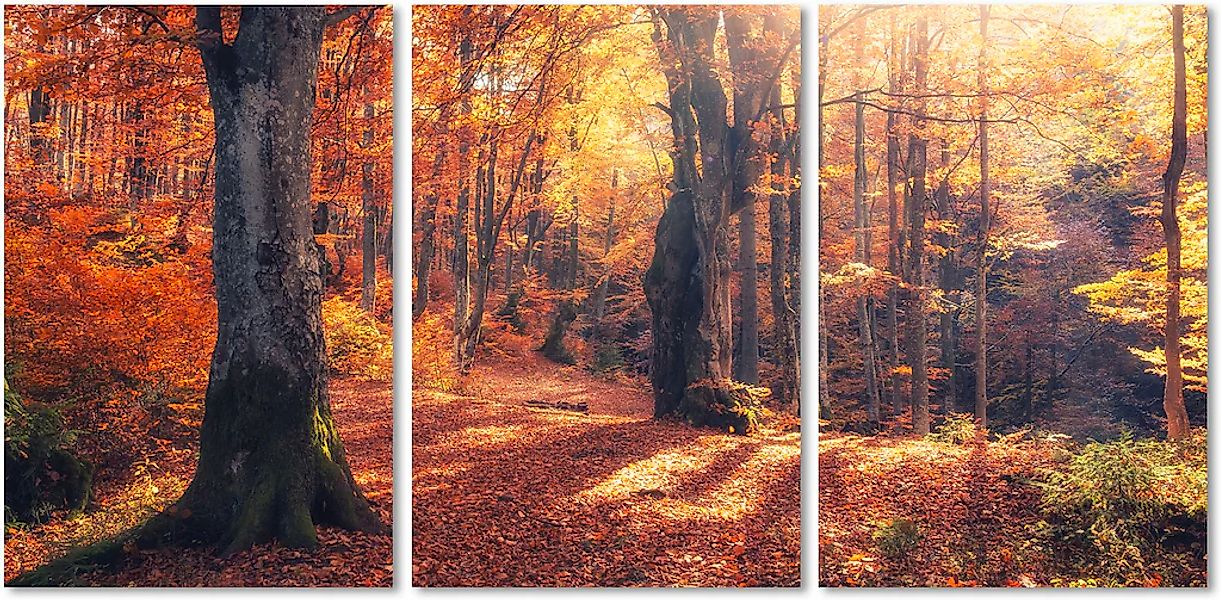 queence Acrylglasbild "Herbstwald 3-teilig" Baum  Baumbilder  Bäume  Sonnen günstig online kaufen