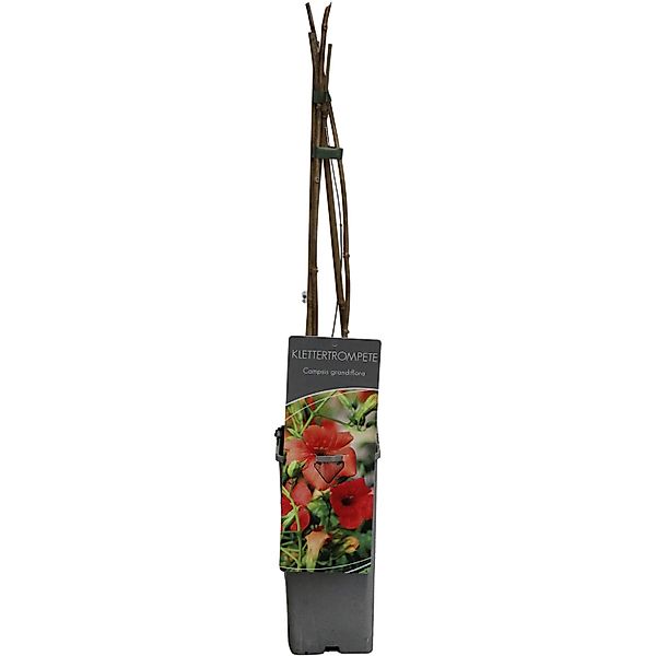 GROW by OBI Klettertrompete Orange H ca. 60-100cm Topf ca.2l Campsis grandi günstig online kaufen