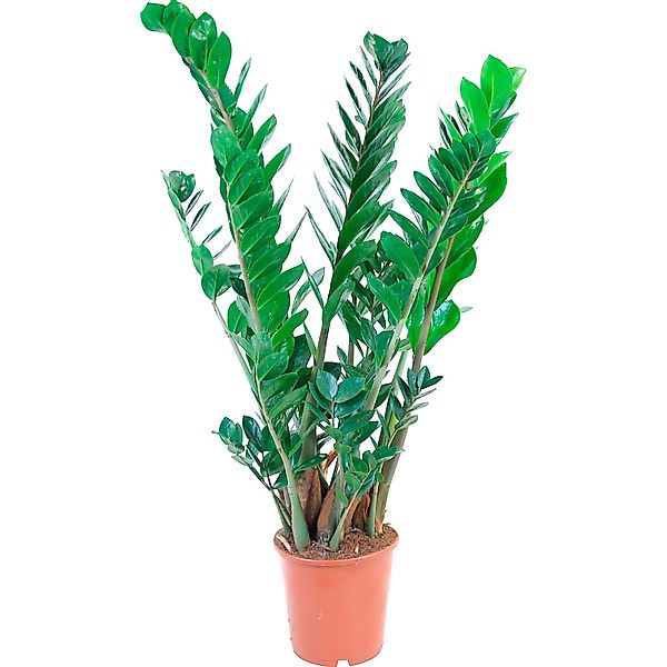 GROW by OBI Zamioculcas Topf Ø ca. 21 cm günstig online kaufen