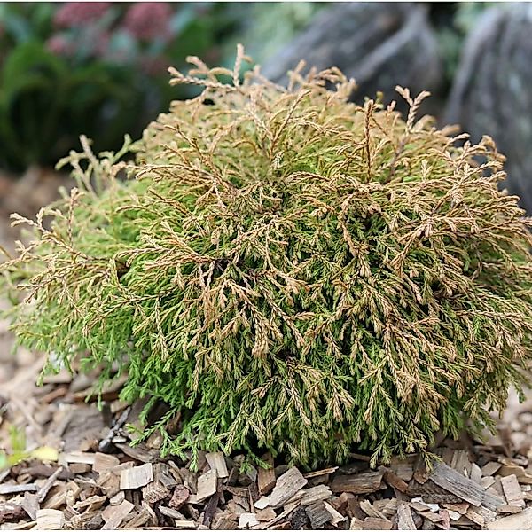 Lebensbaum Golden Tuffet 25-30cm - Thuja occidentalis günstig online kaufen