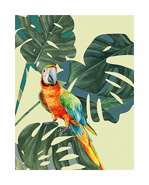 Komar Bild "Green-Winged Macaw", Natur, (1 St.), Wandbild zur Dekoration - günstig online kaufen