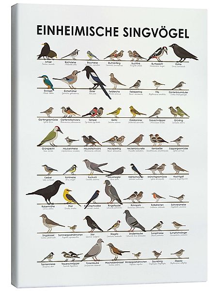 Posterlounge Poster Iris Luckhaus, Einheimische Singvögel, günstig online kaufen