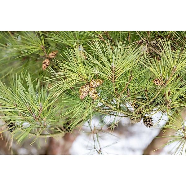 Pinus Densiflora Pumila Japanische Rotkiefer 150–175 cm günstig online kaufen