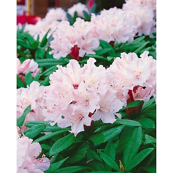 Rhododendron Williamsianum Jackwill Rosa Blüten 30–40 cm günstig online kaufen