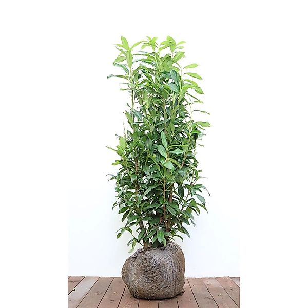 Prunus laurocerasus 'Genolia' -R- 100-125 cm günstig online kaufen