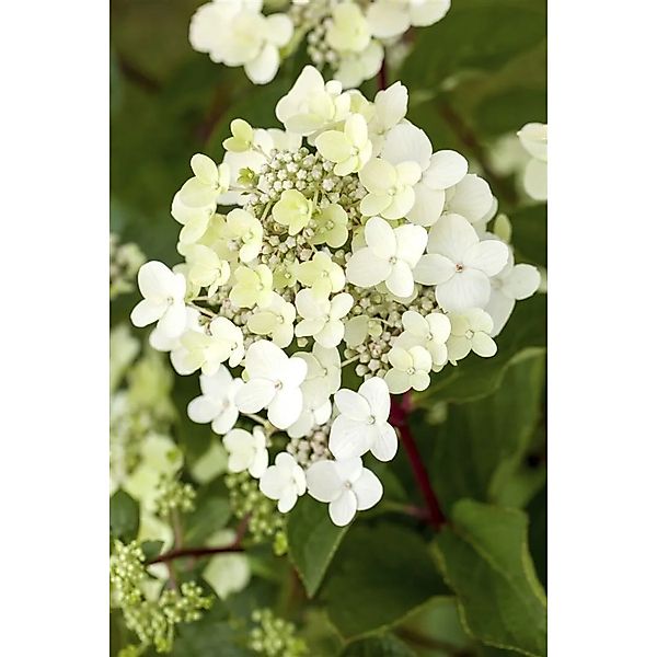 Hydrangea Paniculata Rispenhortensie Vanille-Fraise R 100-125 cm günstig online kaufen