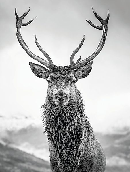 Bönninghoff Leinwandbild, Hirsch (1 St), BxH: günstig online kaufen